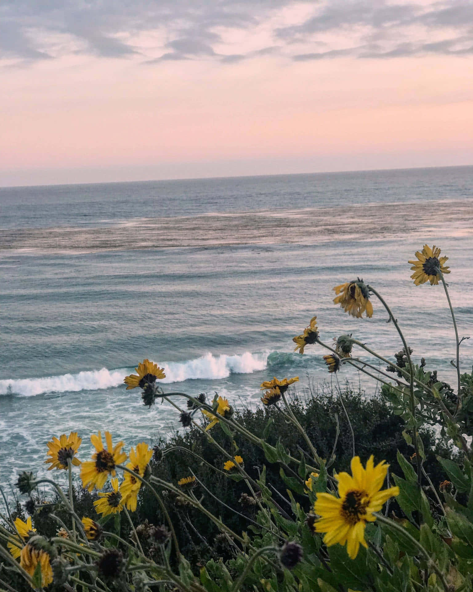 Sonnenblumenfeldandroid Malibu Hintergrund