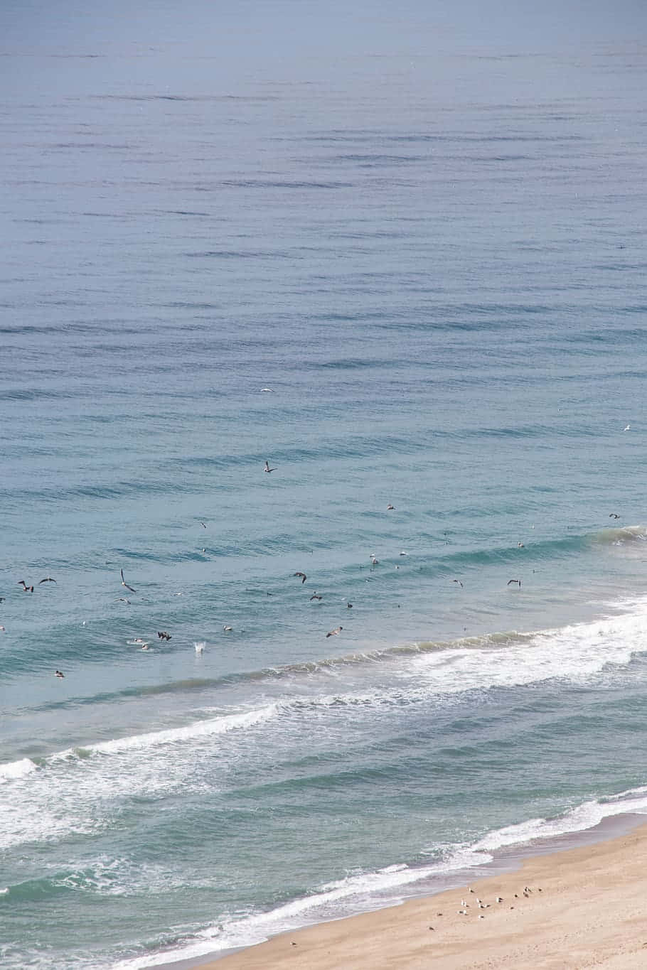 Ozeanwassermit Vögeln Android Malibu Hintergrund
