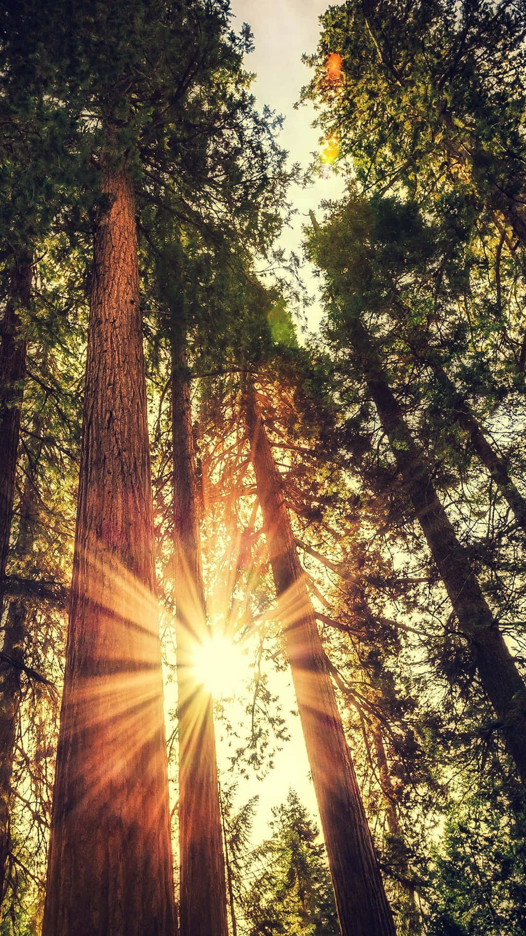 Rayosde Sol En El Bosque Para Android Naturaleza Fondo de pantalla