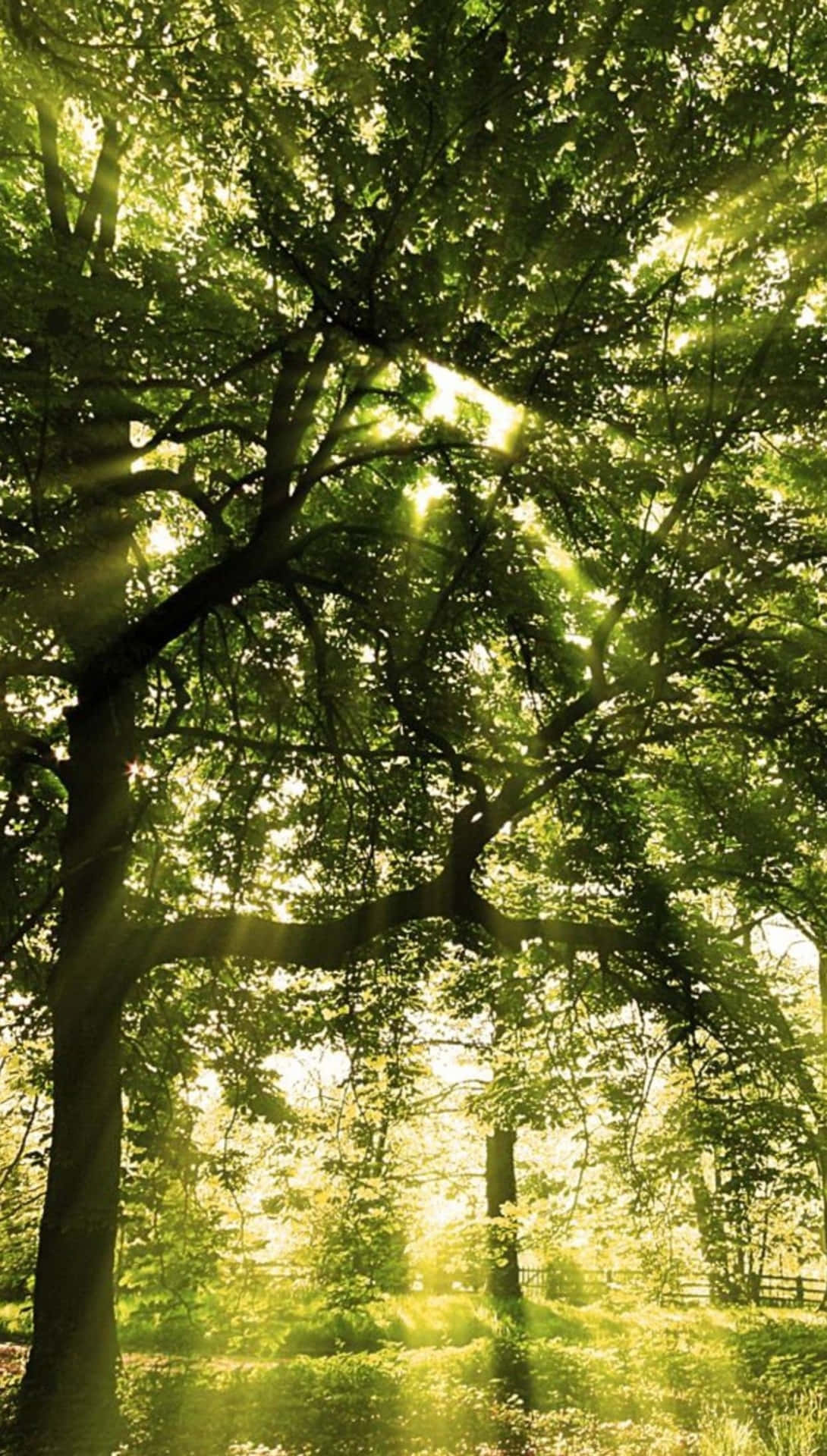Rayosde Sol En Un Árbol Para Android En La Naturaleza. Fondo de pantalla