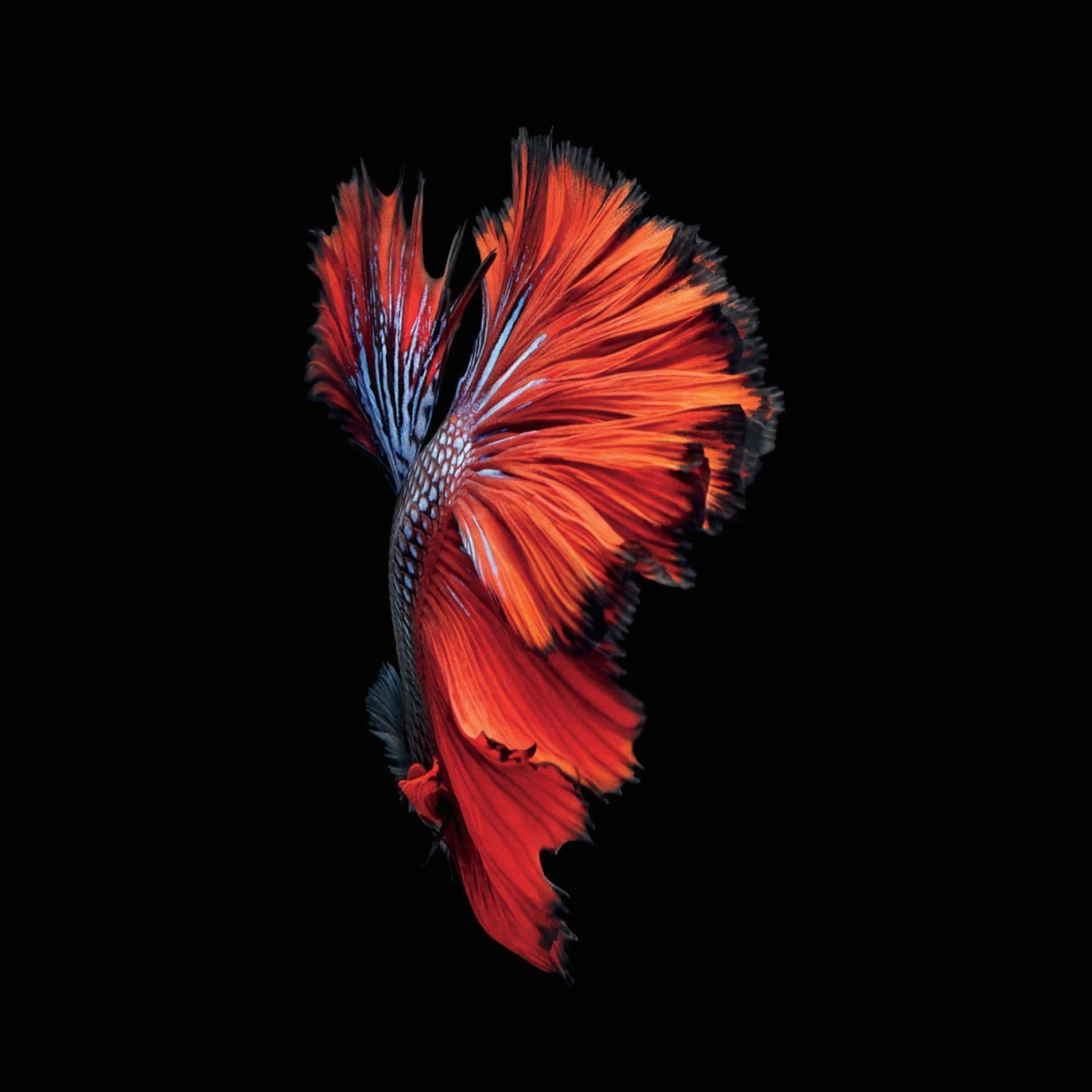 A Siamese Fish With Red And Blue Feathers