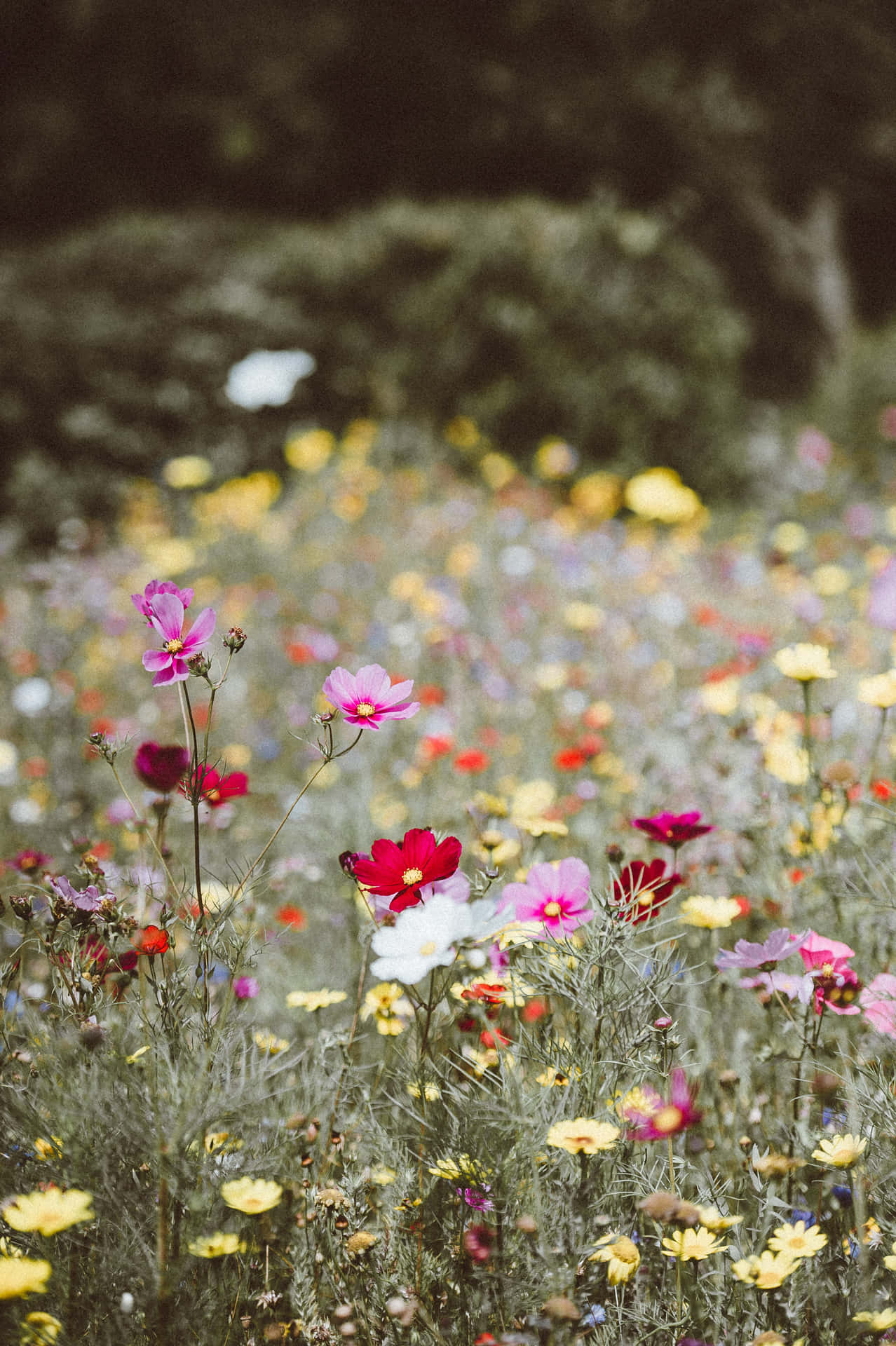 Android Spring Background 3280 X 4928