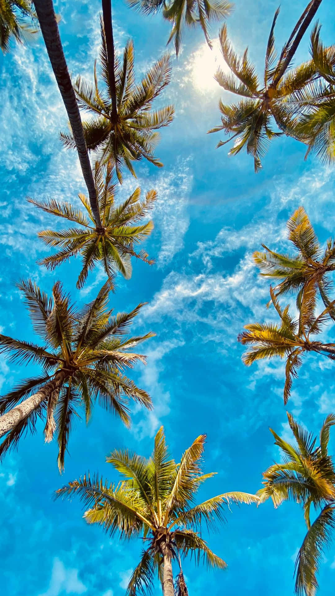 Palm Trees In The Sky