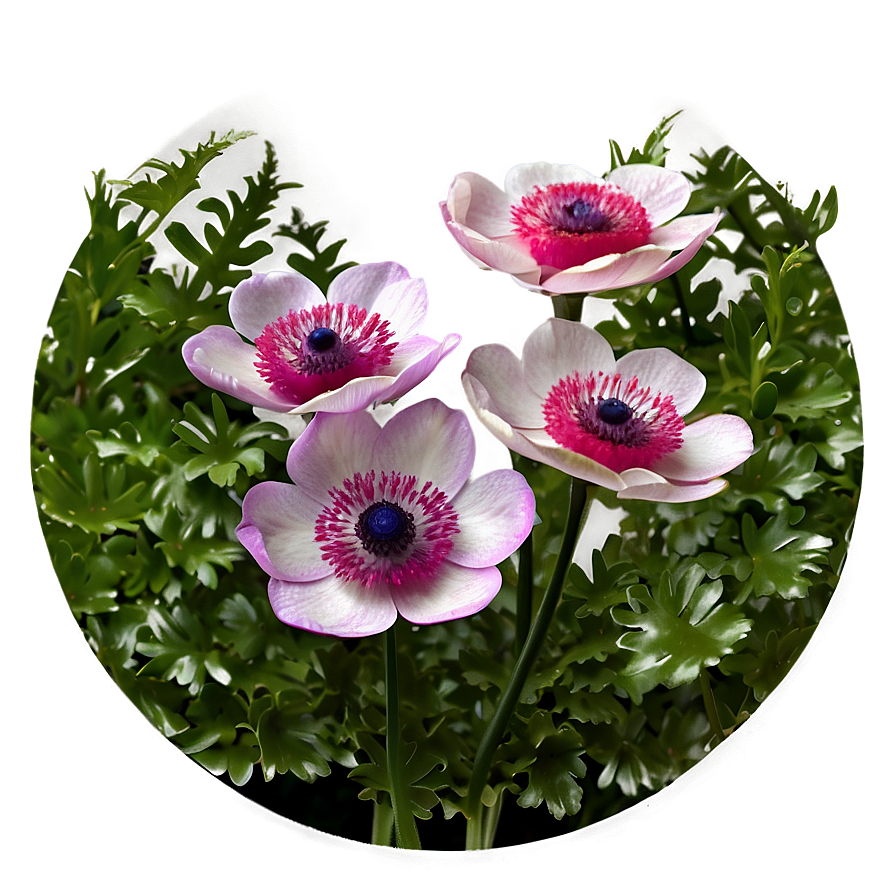 Anemone Flower Circle Png Eiv PNG