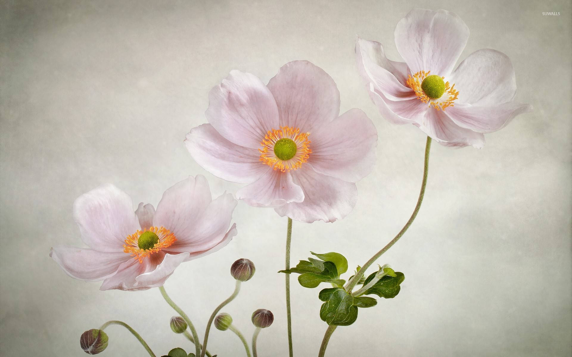 Free Anemone Flower Wallpaper Downloads, [100+] Anemone Flower Wallpapers  for FREE 