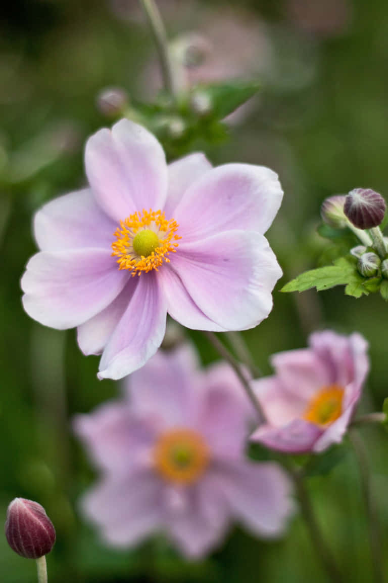 An explosion of vibrant Anemone blooms