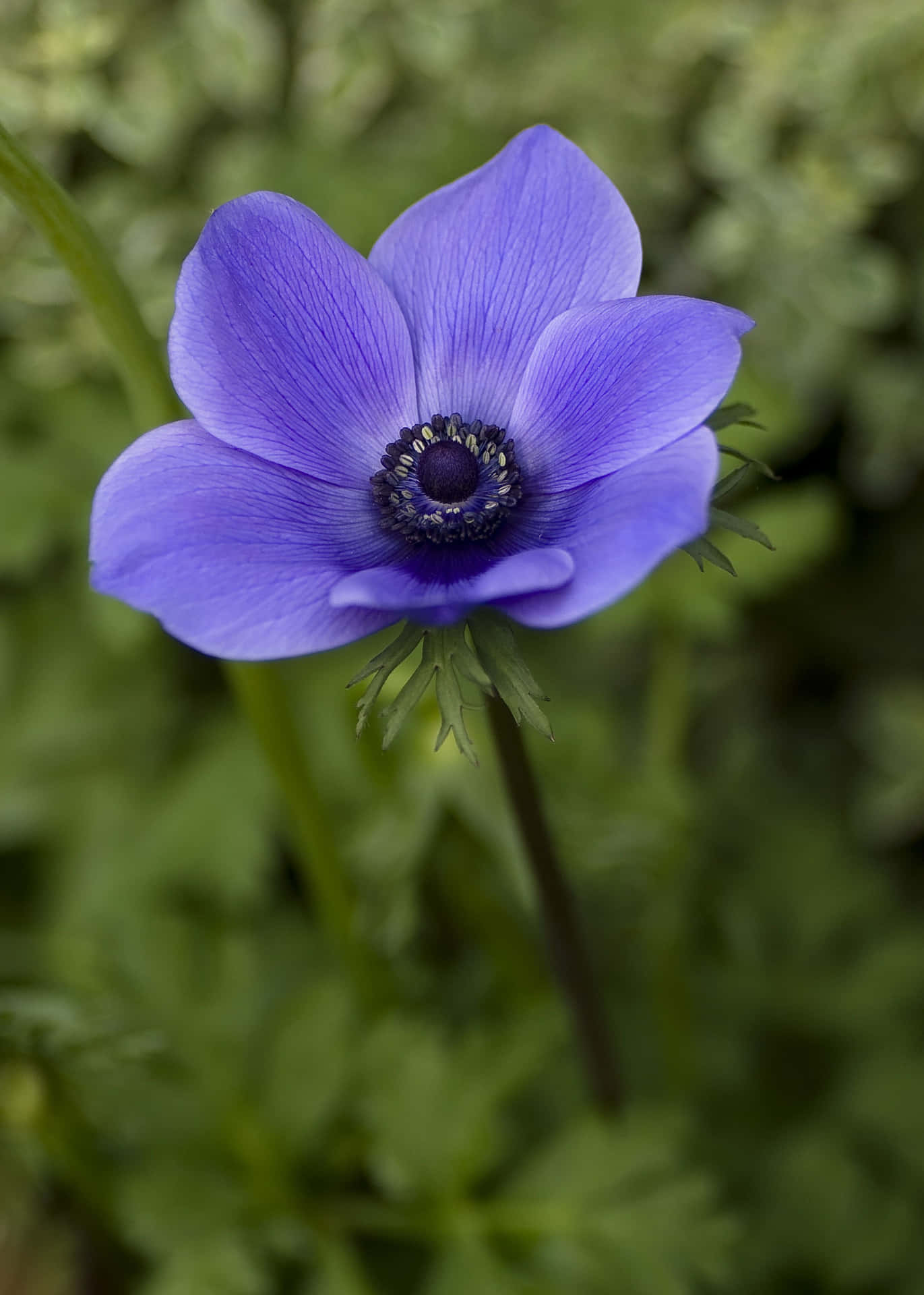 Enblå Blomma Med En Vit Mitt