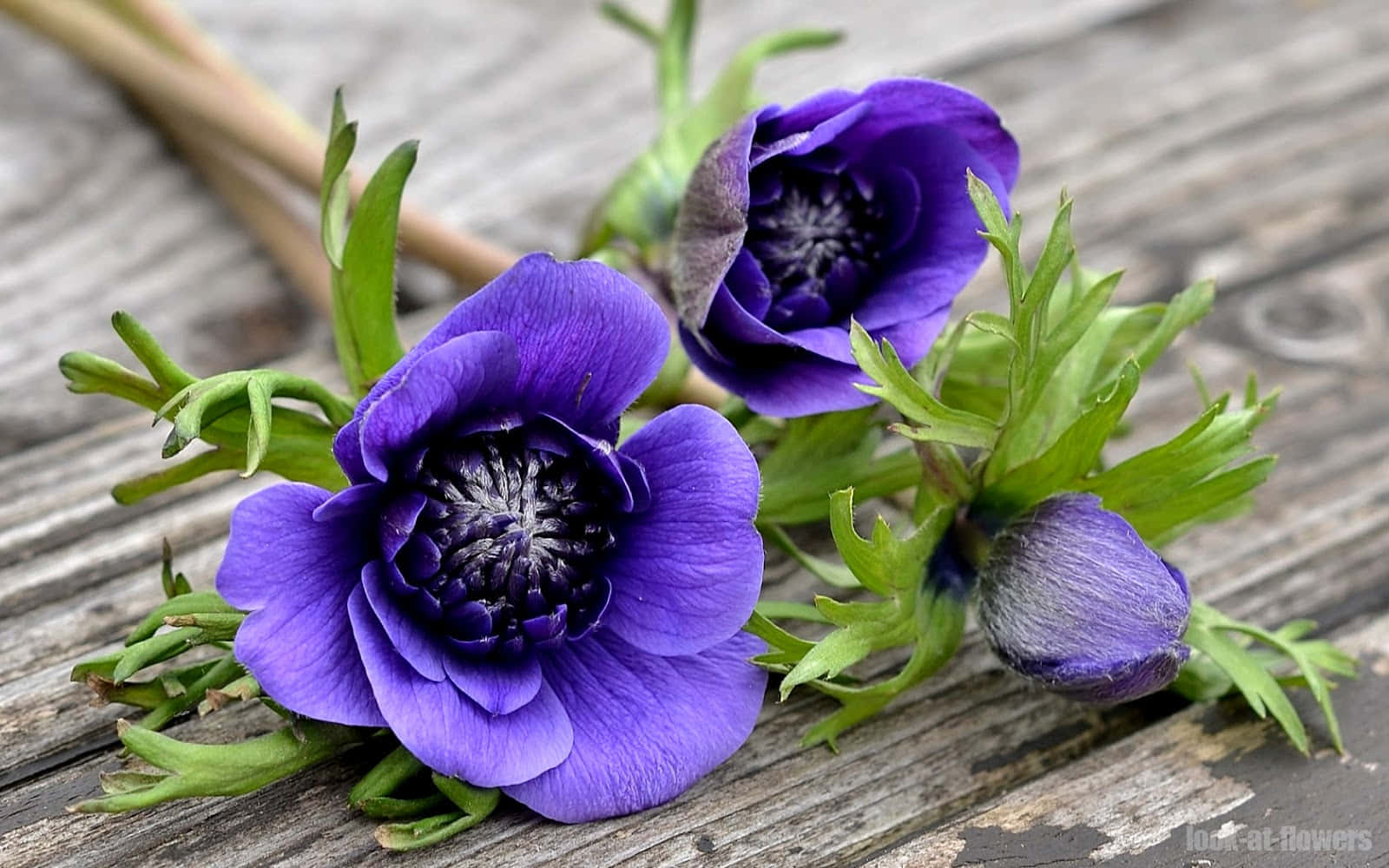 The graceful beauty of an anemone flower