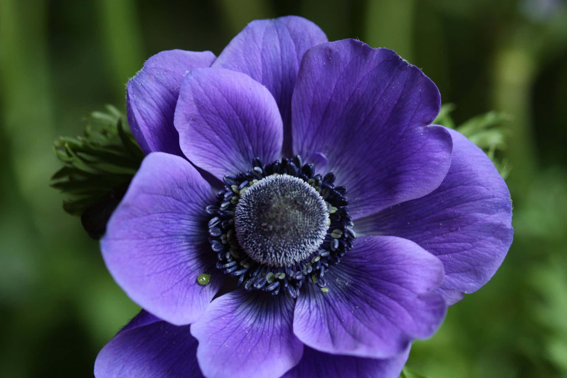 A single anemone flower surrounded by its delicate petals