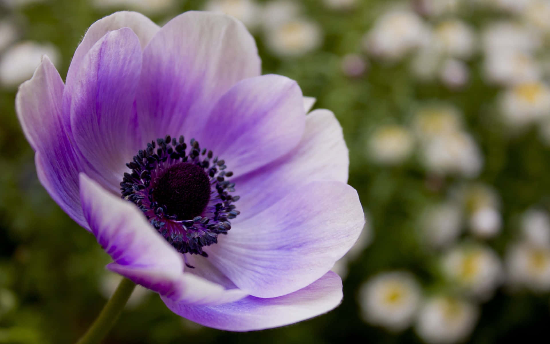 A beautiful Anemone flower standing bright and tall