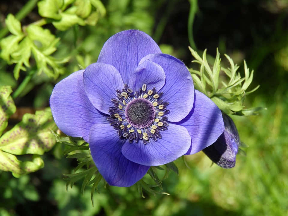 a purple flower with a large center