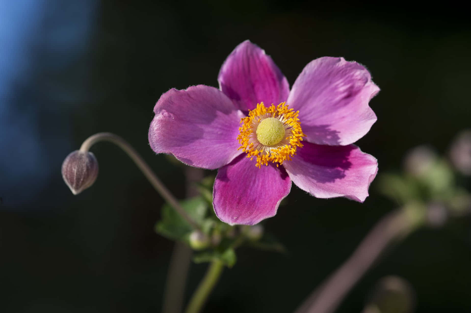 Etforbløffende Tæt Billede Af En Anemone Blomst.