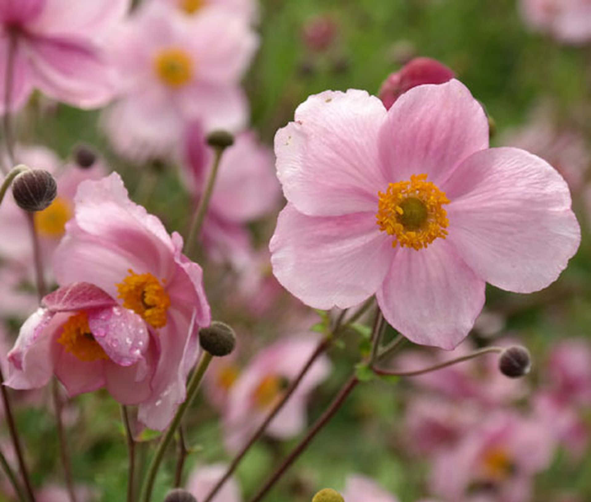 A single pink anemone flower blooms in the sunshine surrounded by lush green grass.