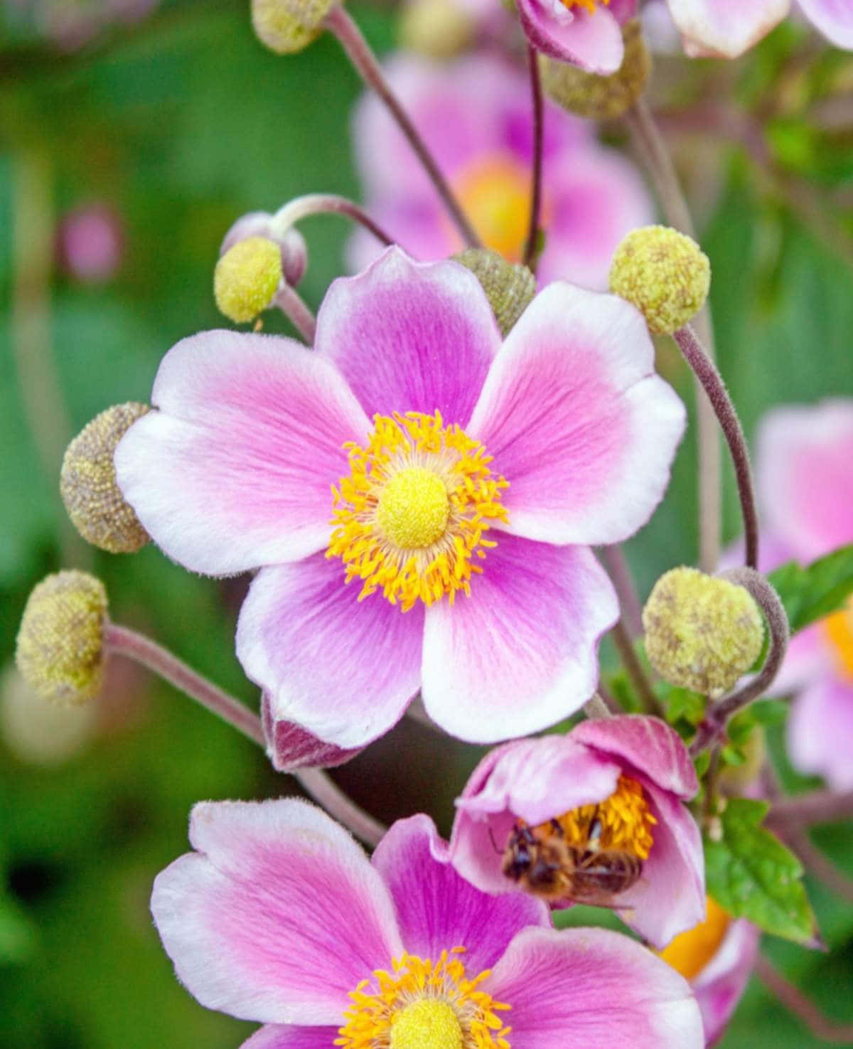 A beautiful Anemone flower blooming in a pastel garden.