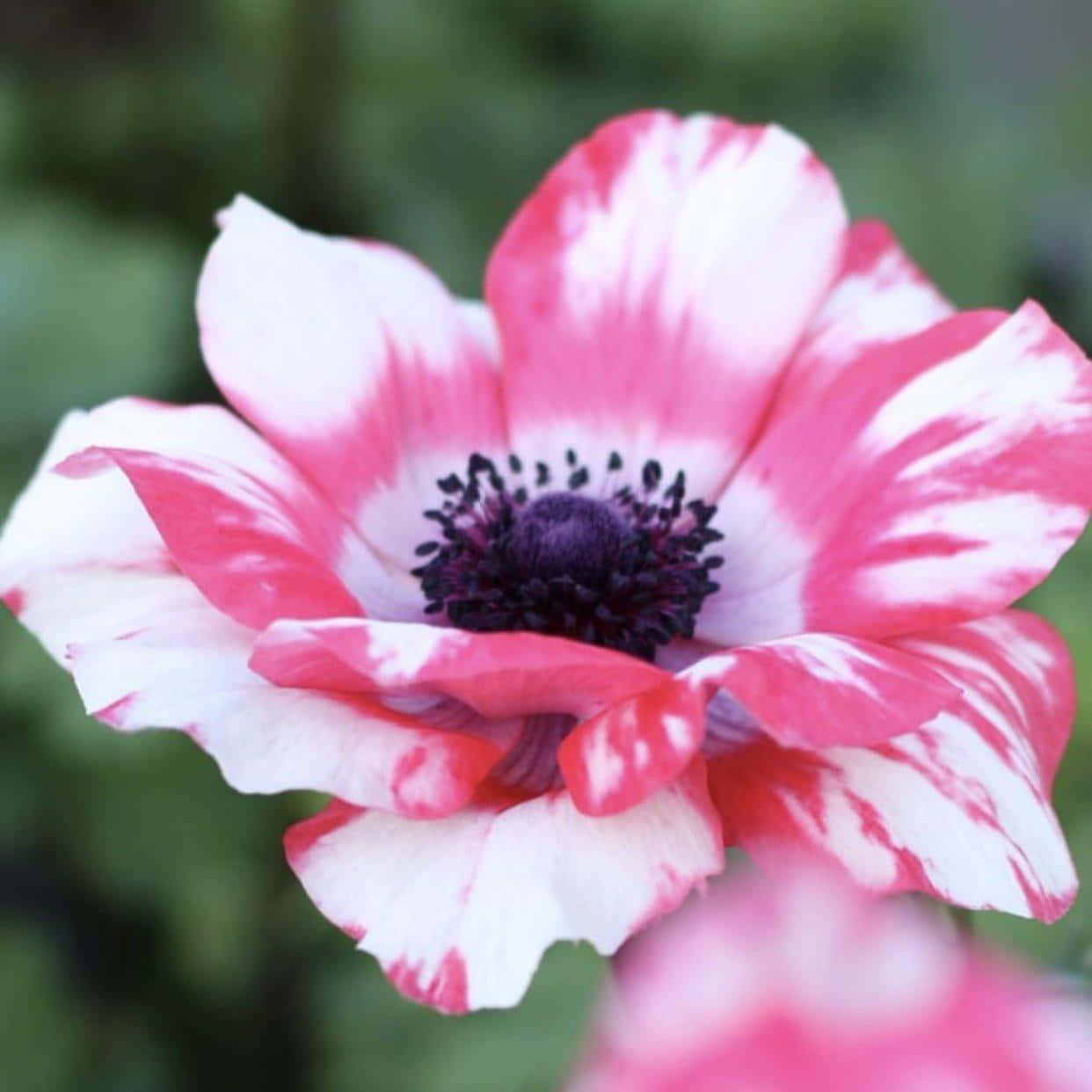 A Pink And White Flower With A White Center