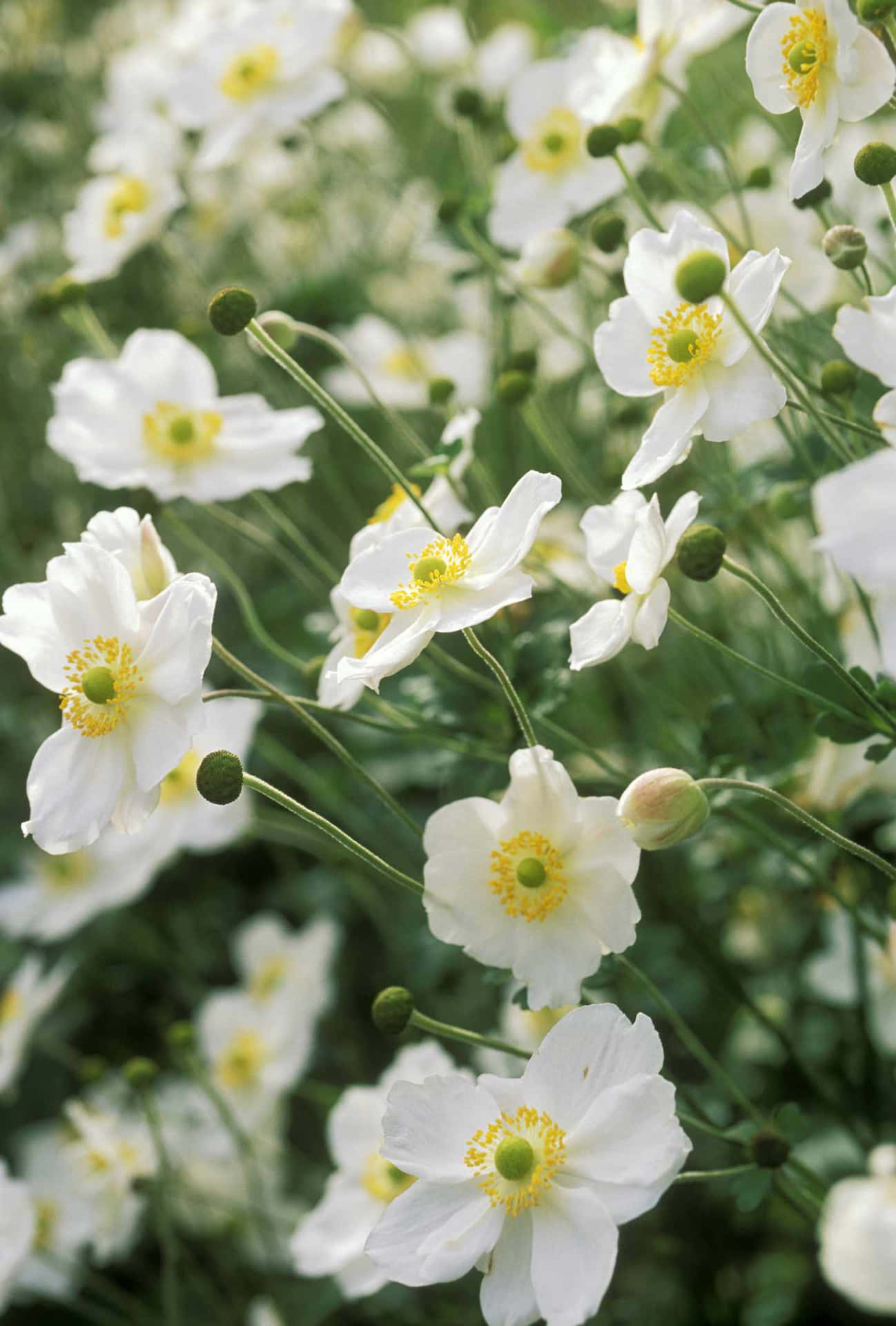 White Flowers With Yellow Centers In A Field