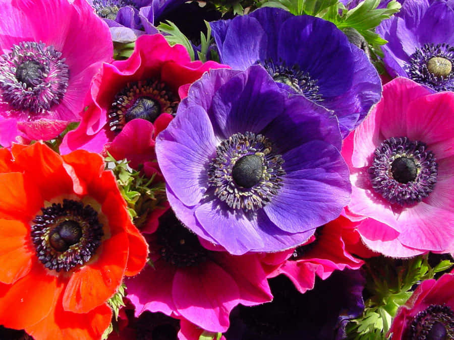 A delicate anemone flower blooms in a vibrant, kaleidoscope of colors.