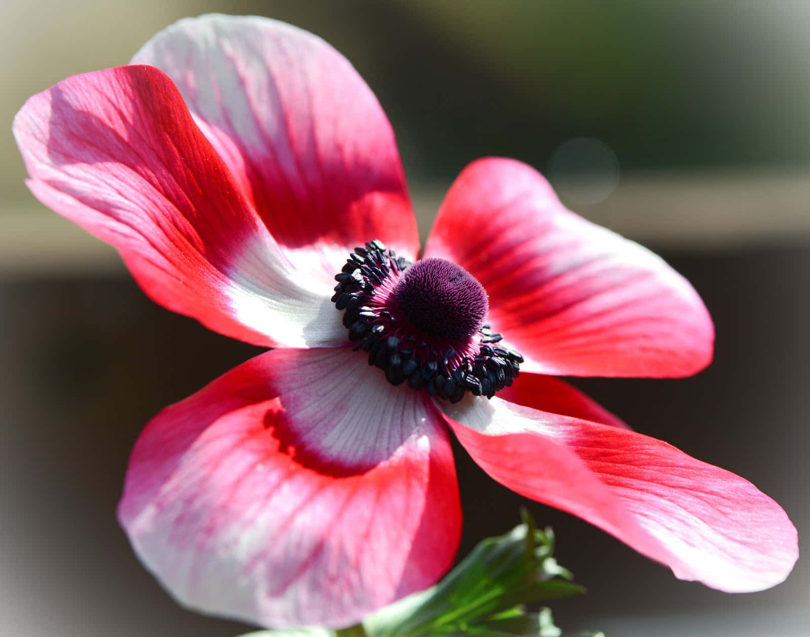 A beautiful anemone flower in its natural sunlight setting.