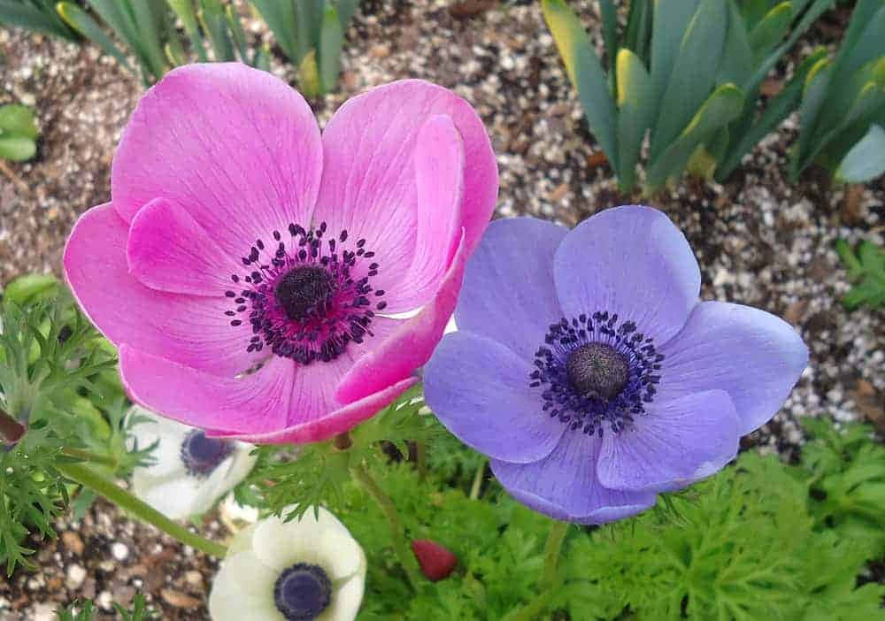 Two Purple And Blue Anemones In A Garden