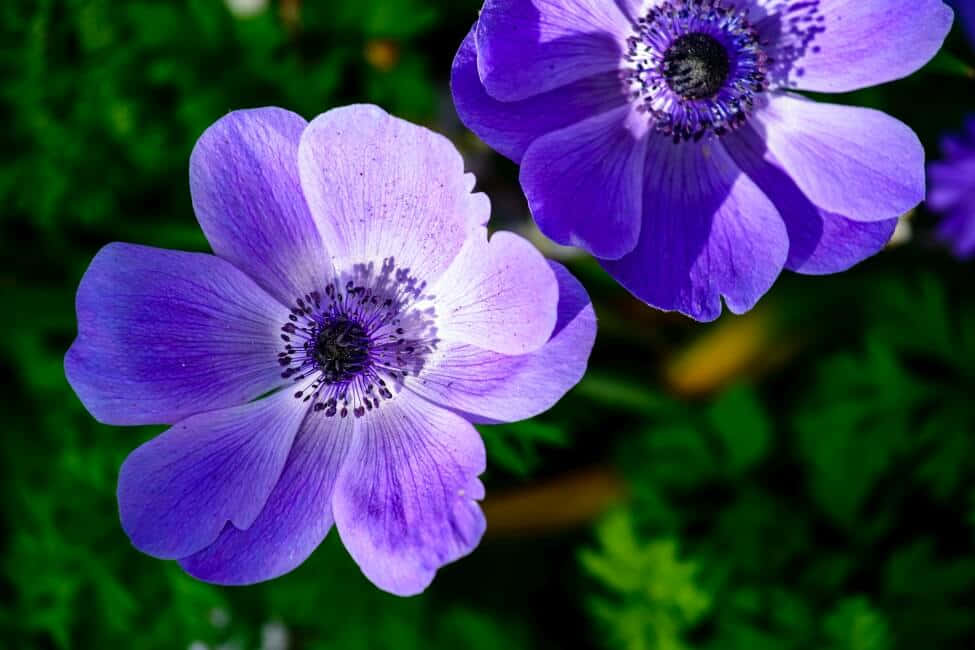 A Blooming Anemone Flower