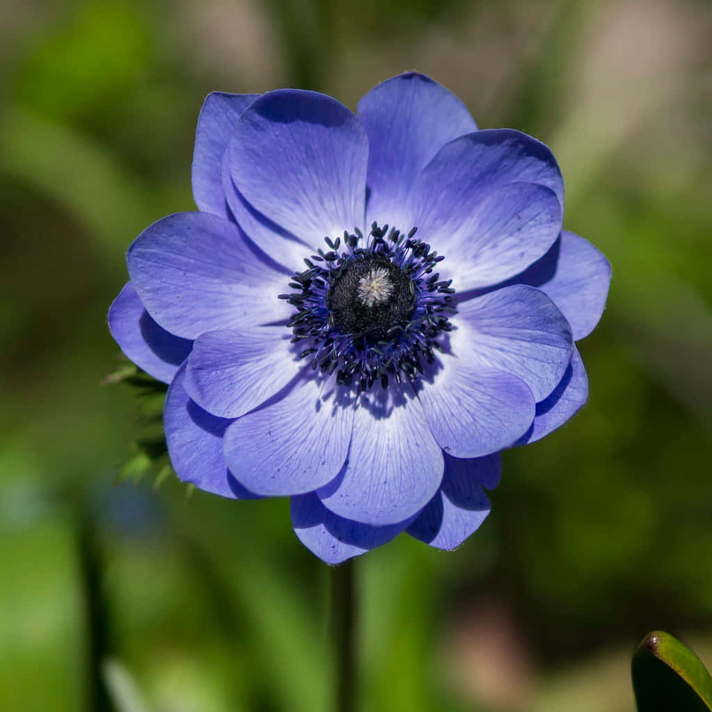 Enblå Blomma Med En Svart Mitt