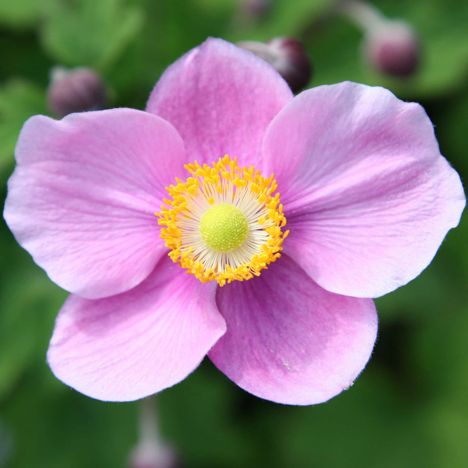 A Brilliant Anemone Flower Sets the Ground Aglow with Beauty