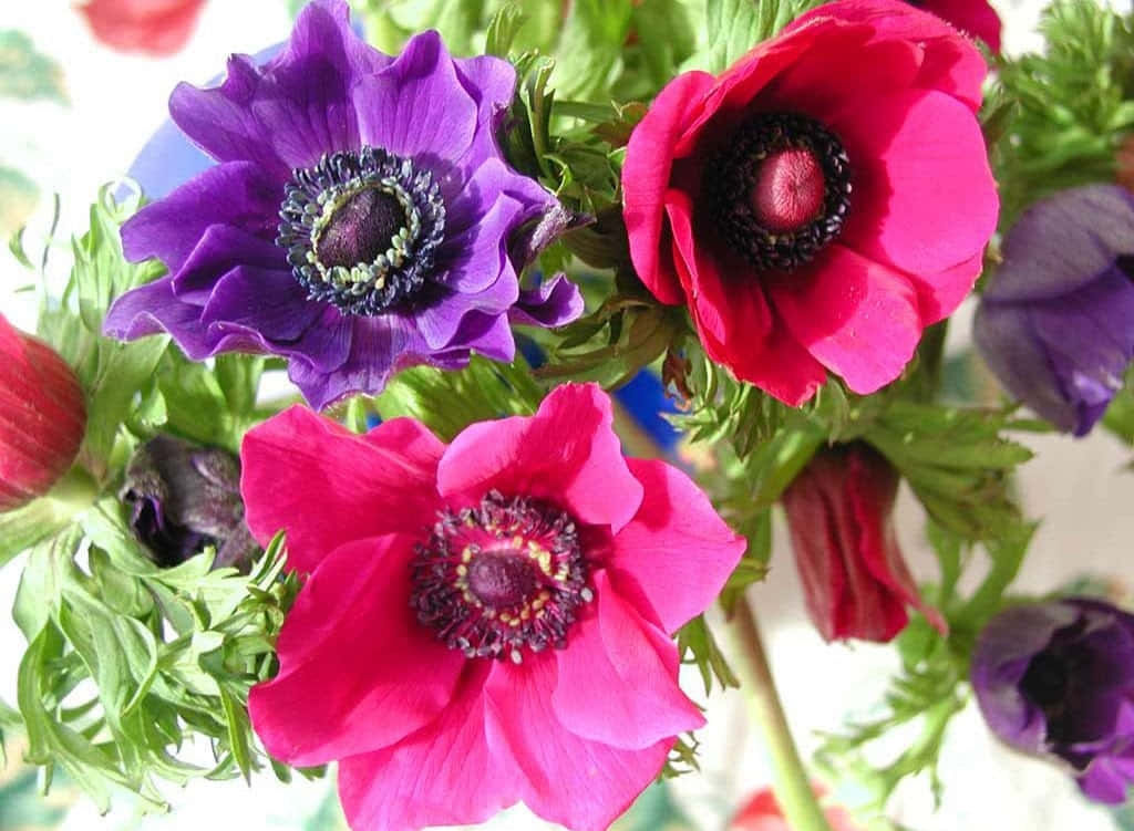 Anemone Flower Pictures