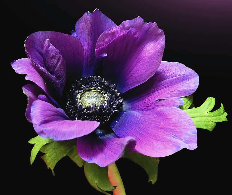 Download Anemone Flower Pictures | Wallpapers.com