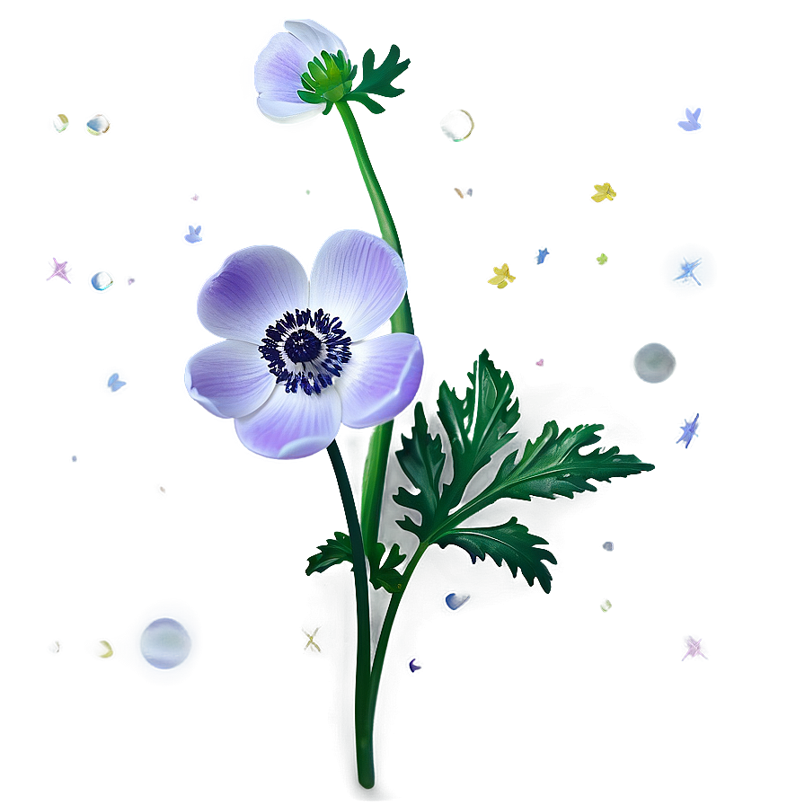 Anemone Transparent Background Png 35 PNG