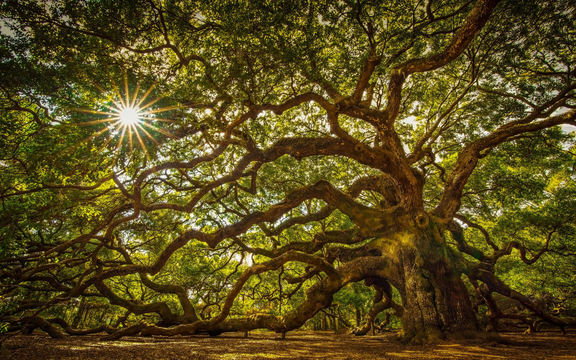 Angel Oak Tree South Carolina Wallpaper