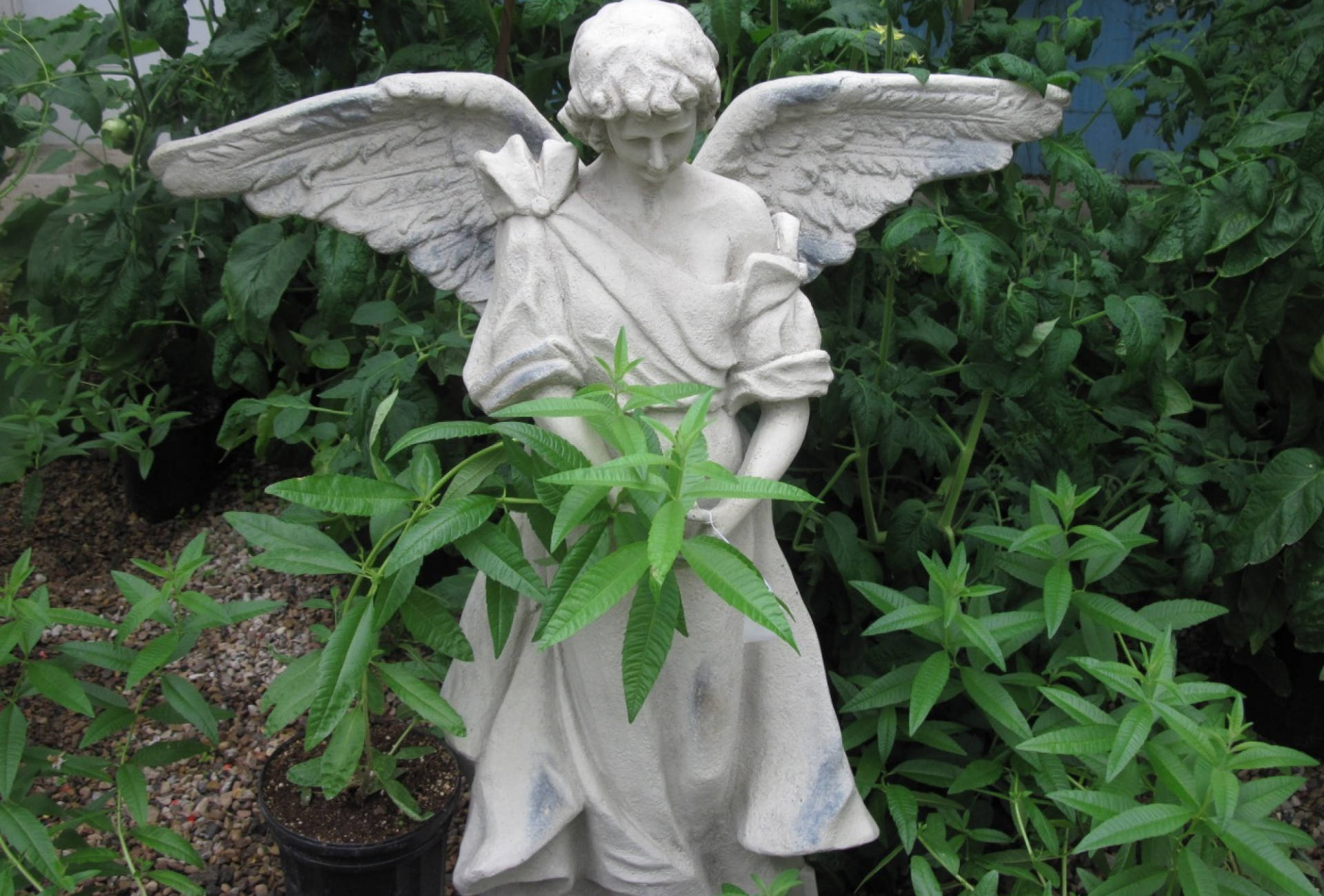 Angel Statue With Leaves Wallpaper
