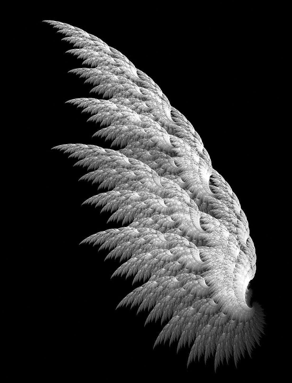 a black and white image of an angel wing