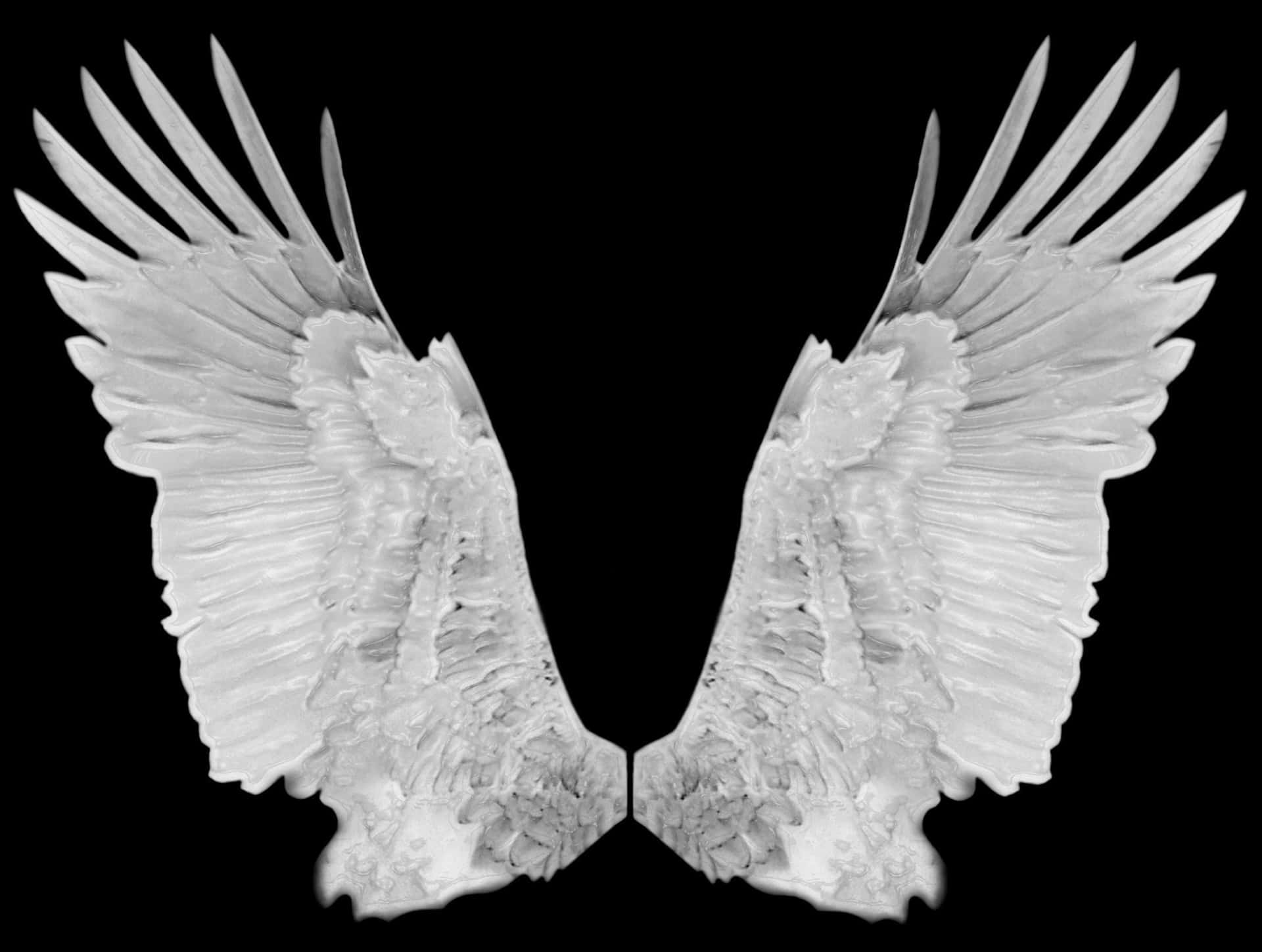 two white wings on a black background