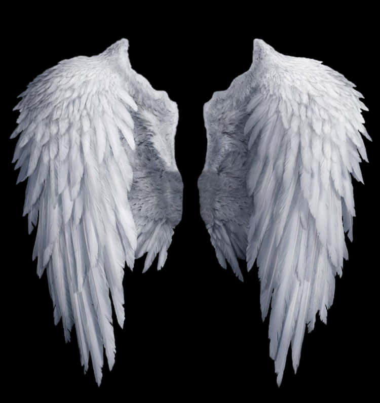 Angel Wings Isolatedon Black PNG