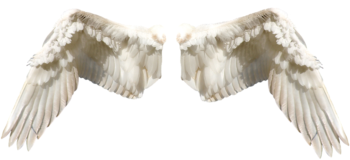 Angel Wings Isolatedon Transparent Background PNG