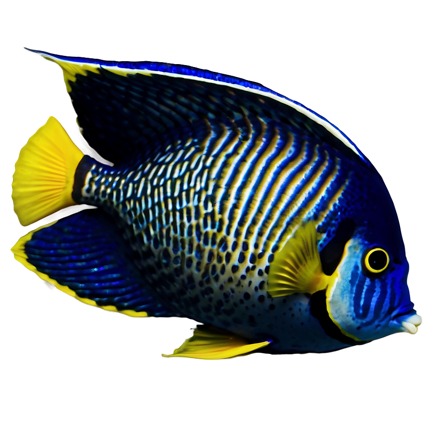 Angelfish Png 16 PNG