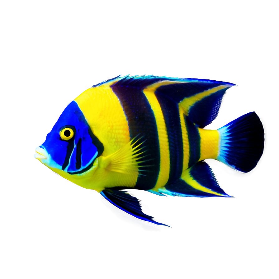 Angelfish Png Gcb PNG