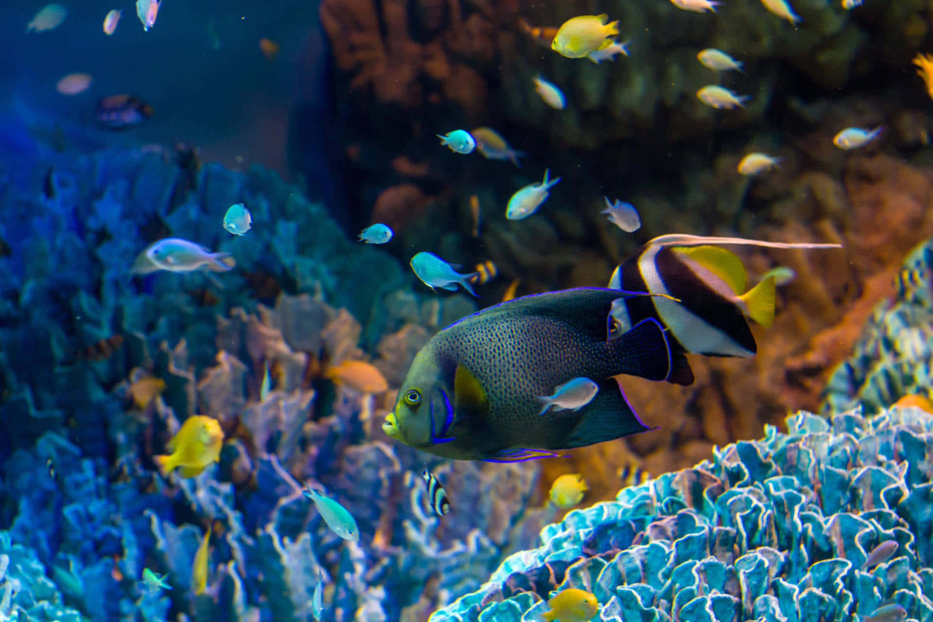 Angelfish Swimming Among Coral Reef Wallpaper