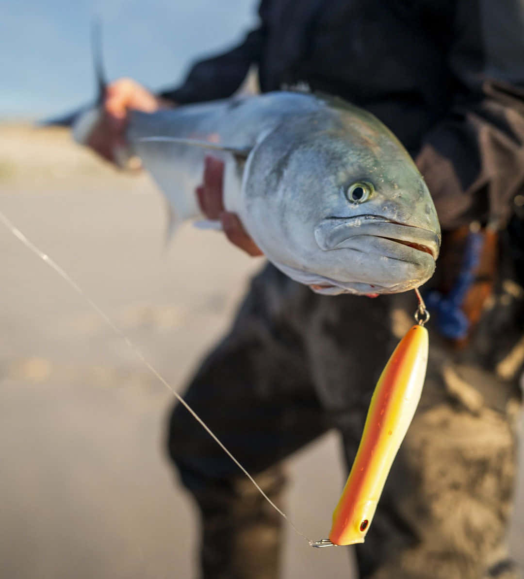 Angler Holding Caught Bluefish With Lure Wallpaper
