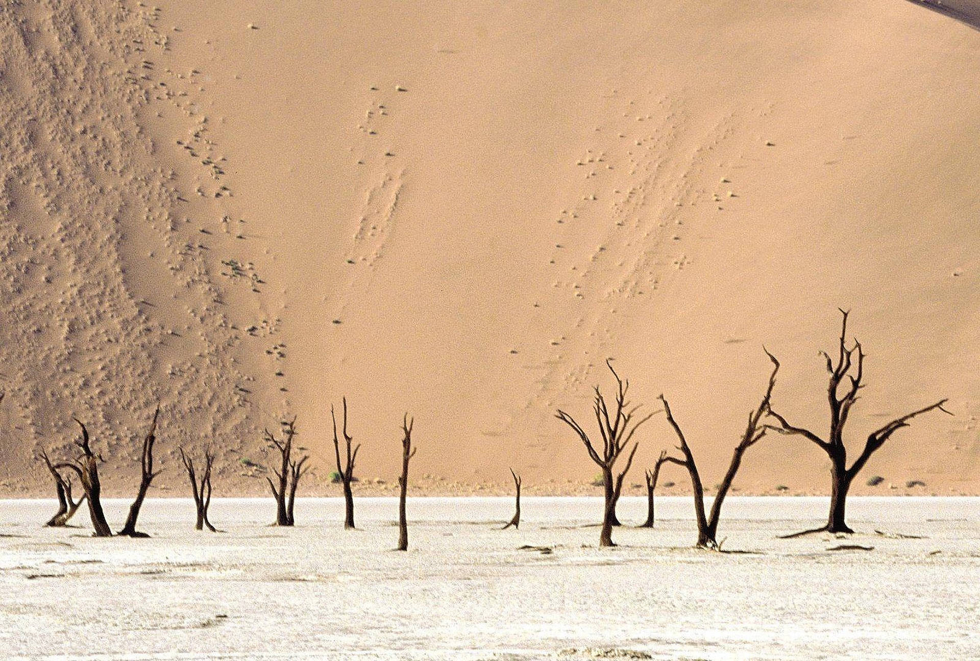Angola-ørken om vinteren Wallpaper