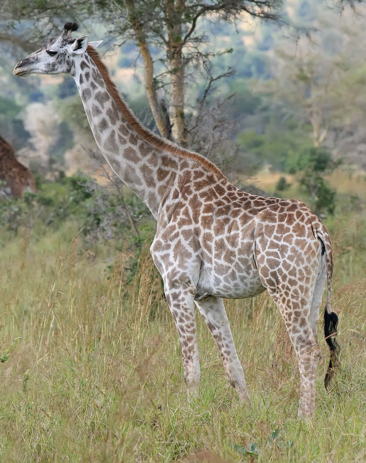Imagemde Uma Girafa Angolana