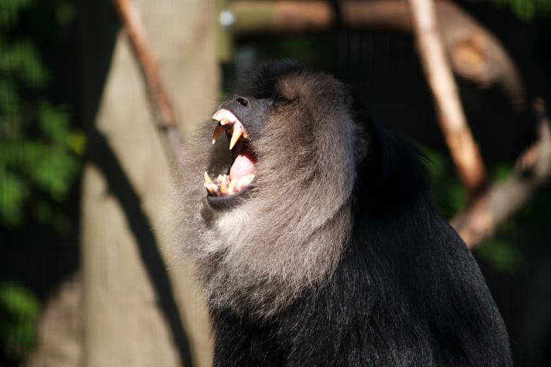 Angry Ape At Zoo Wallpaper