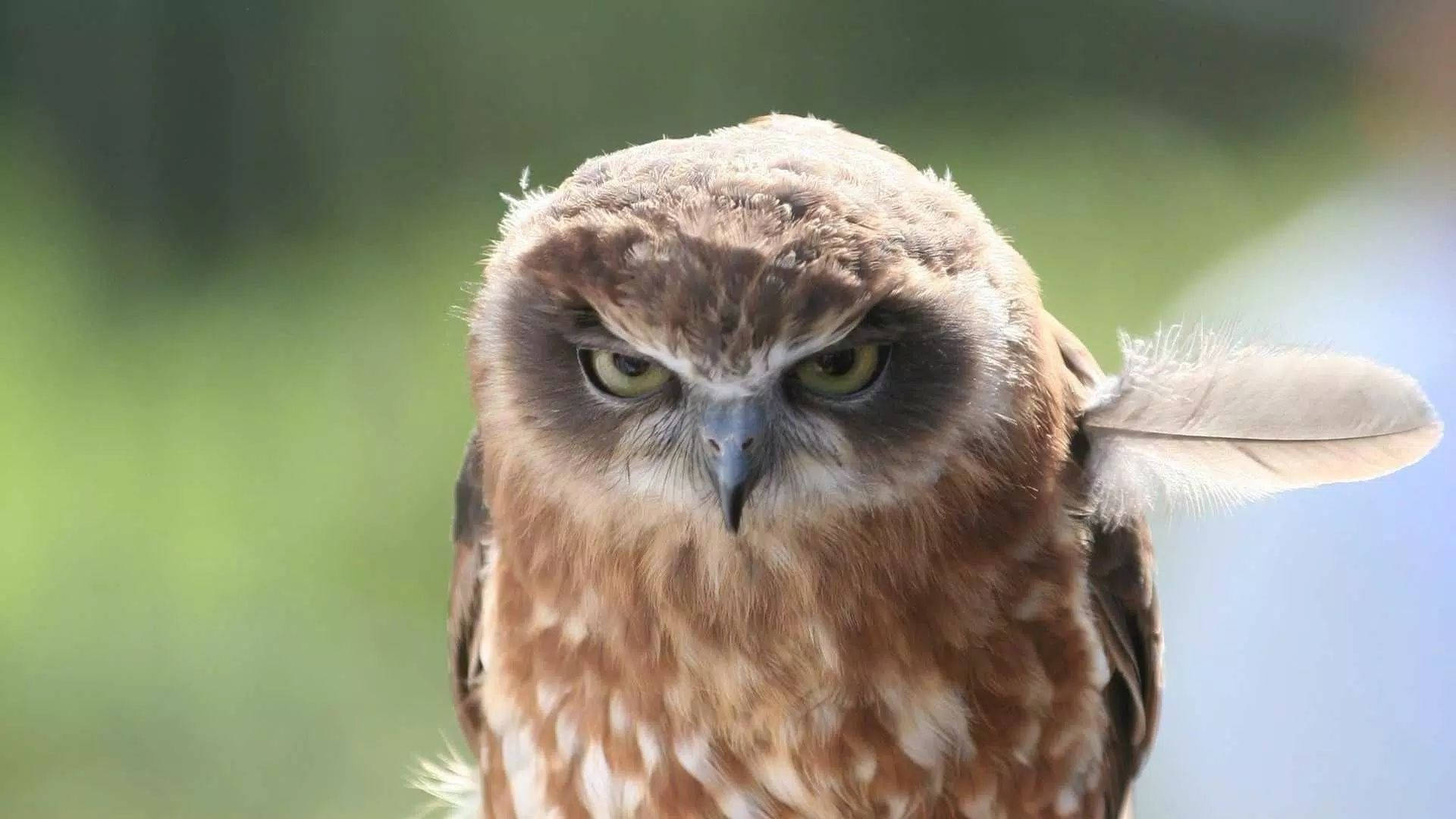 Angry Baby Owl