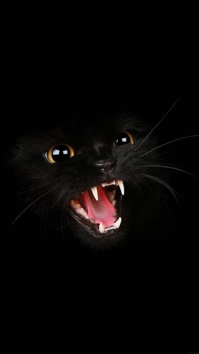 Angry Black Cat In Dark Screen Wallpaper
