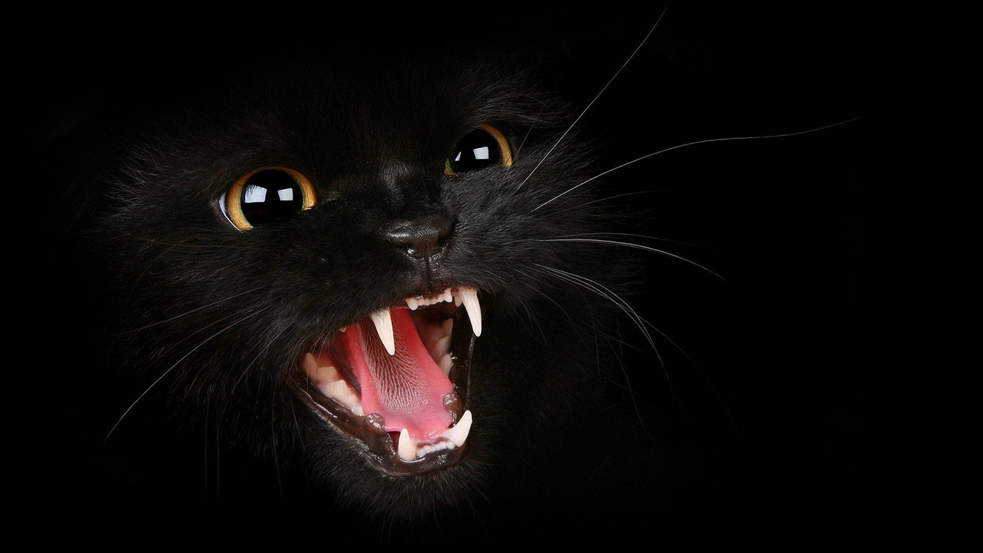 Angry Black Cat Wallpaper