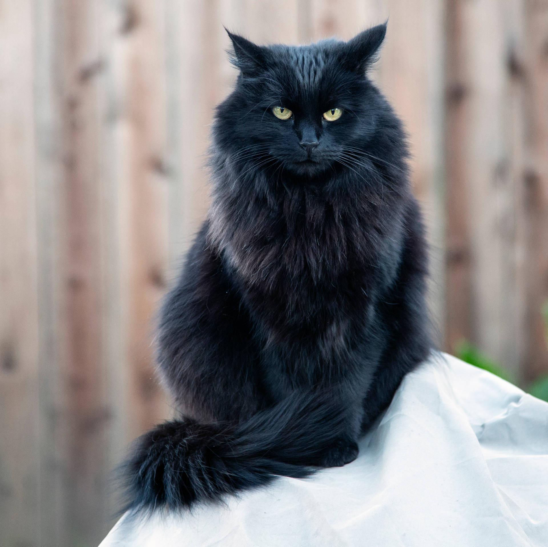 Angry Black Fluffy Cat Background