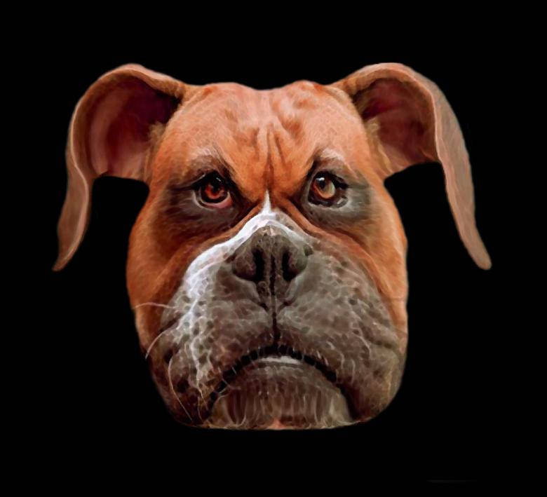 Angry Boxer Dog Background