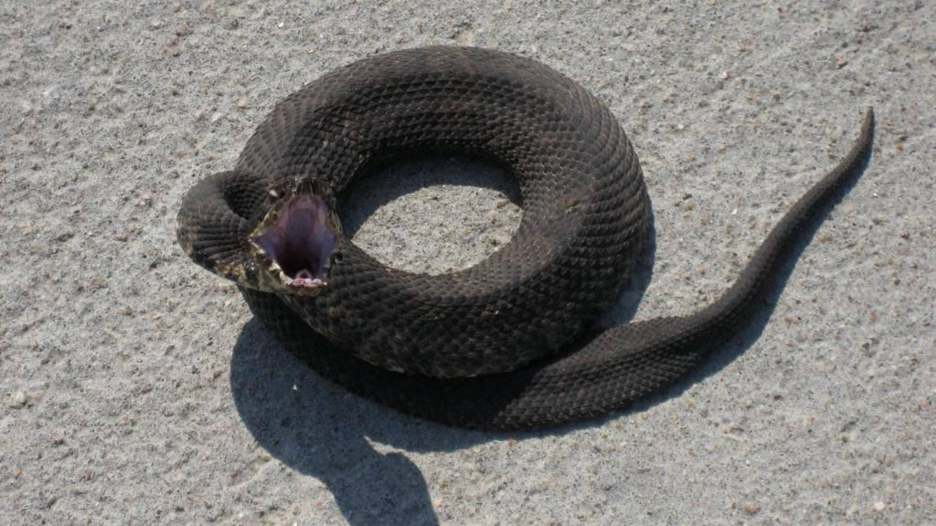 Angry Cottonmouth Coiled On A Stone Wallpaper