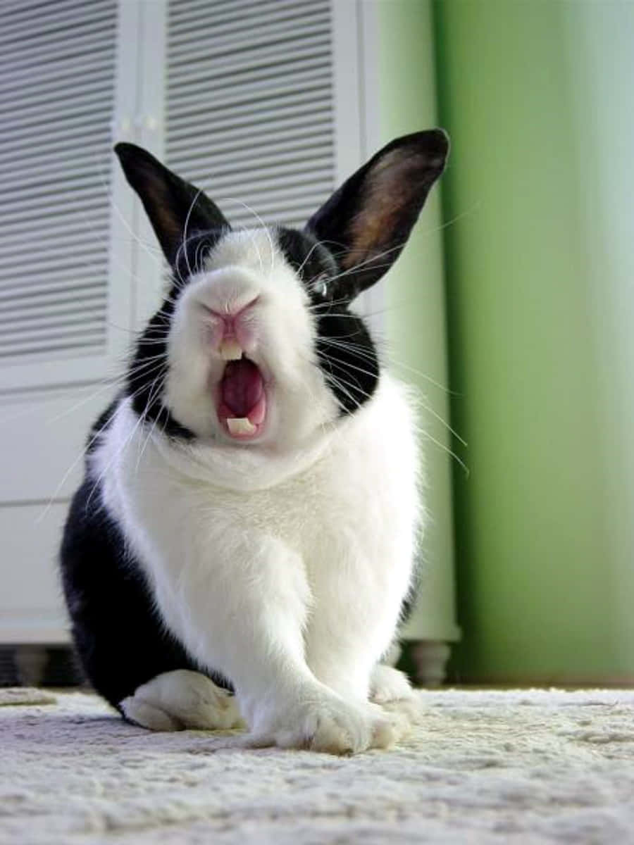 Angry Cute Bunny Picture