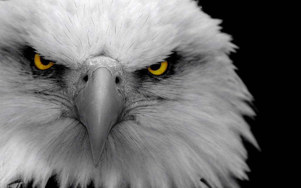 eagle black and white wallpaper
